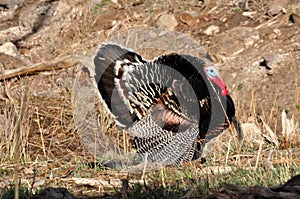 Wild Tom Turkey Displaying for nearby hens