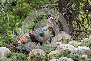 Wild Tom Turkey