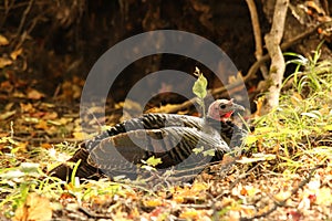 Wild Tom Turkey Lays Down in the Woods for a Rest