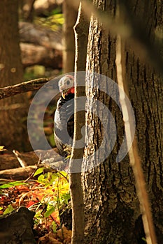 Wild Tom Turkey Peers From Behind a Tree in the Forest