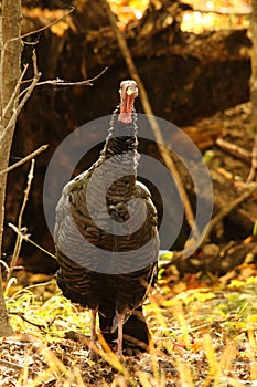 Wild Tom Turkey Stands at Attention in a Forest Clearing