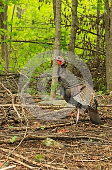 Wild Tom Turkey Stands in a Forest Clearing