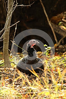 Wild Tom Turkey Stands in a Forest Clearing