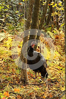 Wild Tom Turkey Stands in a Forest Clearing During the Fall