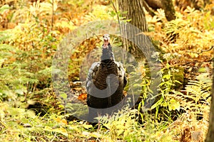 Wild Tom Turkey Stands in a Forest Clearing During the Fall