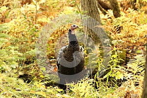 Wild Tom Turkey Stands in a Forest Clearing Surrounded by Ferns