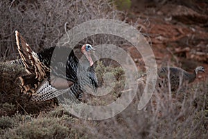 Wild tom turkey with tail spread in breeding display