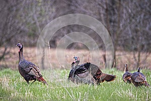 Wild tom turkey