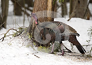 Wild Tom Turkey in Winter foraging in forest.