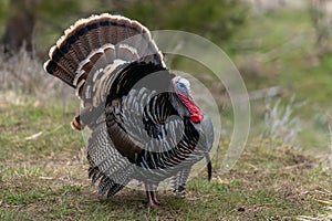 Wild tom turkeys strutting a mating dance with their tail feathers fanned out