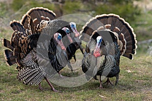 Wild tom turkeys strutting a mating dance with their tail feathers fanned out