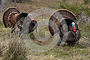 Wild tom turkeys strutting a mating dance with their tail feathers fanned out