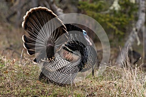 Wild tom turkeys strutting a mating dance with their tail feathers fanned out