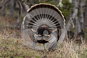 Wild tom turkeys strutting a mating dance with their tail feathers fanned out