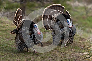 Wild tom turkeys strutting a mating dance with their tail feathers fanned out