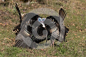 Wild tom turkeys strutting a mating dance with their tail feathers fanned out