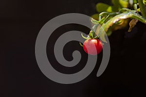 Wild tomato in natural environment photo