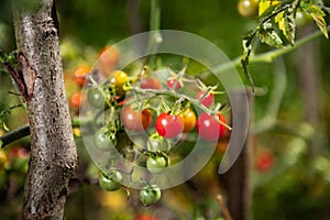Wild tomatoes growing, both ripe and unripe