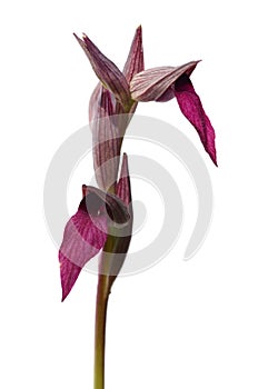Wild Tongue Orchid, or Tongue Serapias over white - Serapias lingua photo