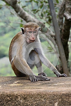 Wild toque macaque (Macaca sinica) with high-pitched glance sitting on the concrete hedge