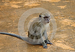 Wild toque macaque Macaca sinica monkey