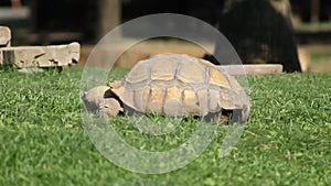 A wild tortoise eating green grass