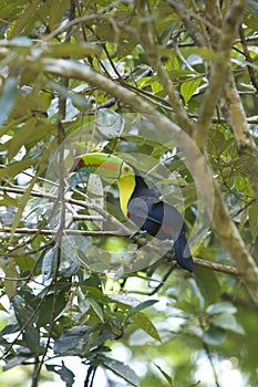Wild toucan