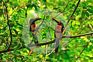 Wild Toucans, Guatemala