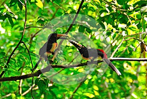 Wild Toucans, Guatemala