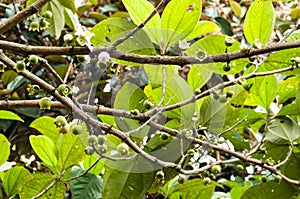 Wild tree bellucia axinanthera
