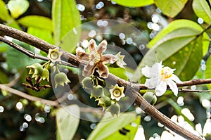 Wild tree bellucia axinanthera