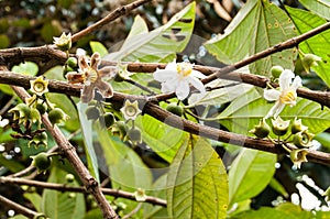 Wild tree bellucia axinanthera