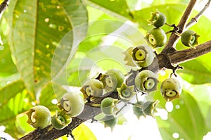 Wild tree bellucia axinanthera