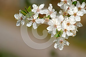 Wild Tree Blossom