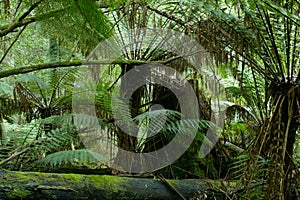 Wild tree-fern forest photo