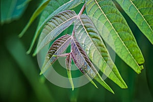 A wild tree leaves of green and purple colours