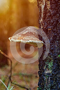 Wild tree mushroom in the autumn forest