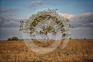 A Wild Tree at Savana Bekol, Banyuwangi, East Java. Indonesia