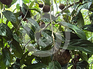 Hydnocarpus pentandra Jangli Almond fruiting branch photo