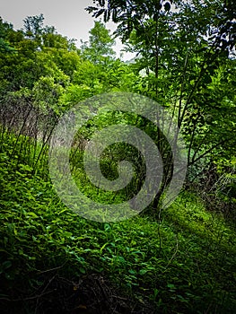 Wild trees with greeny background