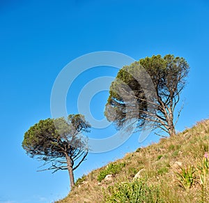 Wild trees growing on a mountain slope against a clear blue sky background with copy space. Remote and rugged nature