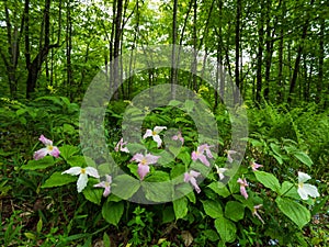 Wild trillium flowers