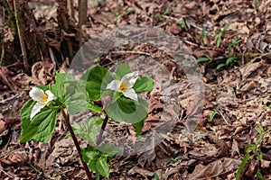 wild trillium in full bloom in a forest