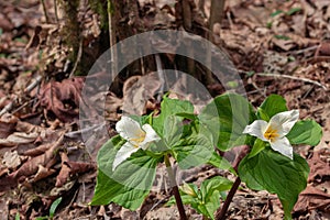 wild trillium in full bloom in a forest