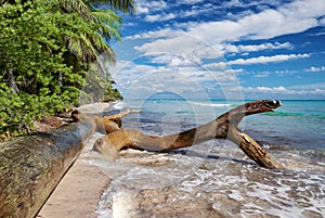Wild tropical beach in caribbean sea, Saona island, Dominican Republic