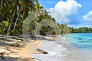 Wild tropical beach with coconut trees and other vegetation, white sand beach, Caribbean Sea, Panama