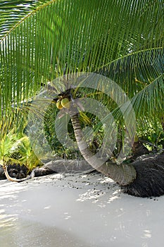 Wild tropical beach with coconut trees and other vegetation, white sand beach, Caribbean Sea, Panama