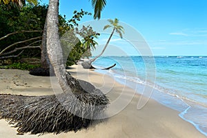 Wild tropical beach with coconut trees and other vegetation, white sand beach, Caribbean Sea, Panama