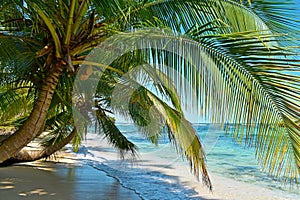 Wild tropical beach with coconut trees and other vegetation, white sand beach, Caribbean Sea, Panama