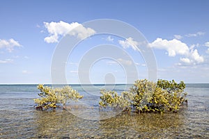 Wild tropical beach landscape